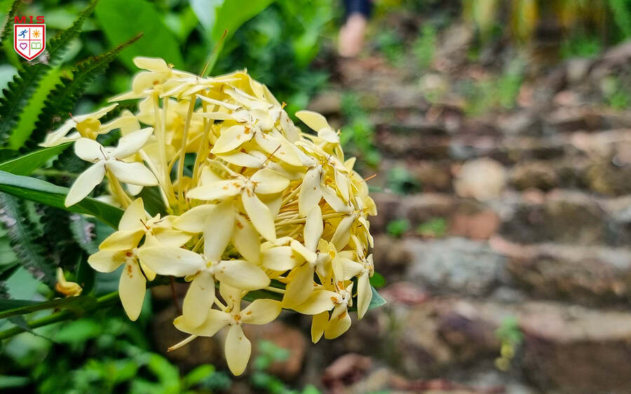TRẢI NGHIỆM SÁNG TẠO, KHAI PHÁ BẢN THÂN ƯƠM MẦM TÀI NĂNG, CHẮP CÁNH ƯỚC MƠ